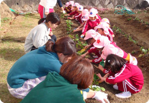 10いちご植え03.jpg