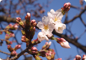 11桜01.jpg