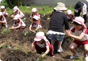11さつまいも苗植え01.jpg