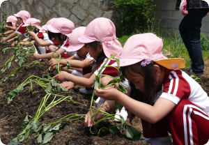 11さつまいも苗植え02.jpg