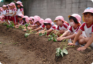 13さつまいも苗植え04.jpg