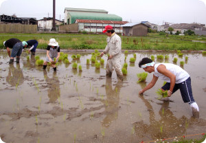 14田植え0603.jpg