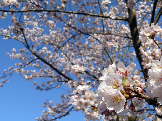 16sakura