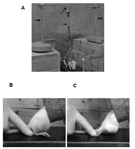 hayashibe_press_fig1