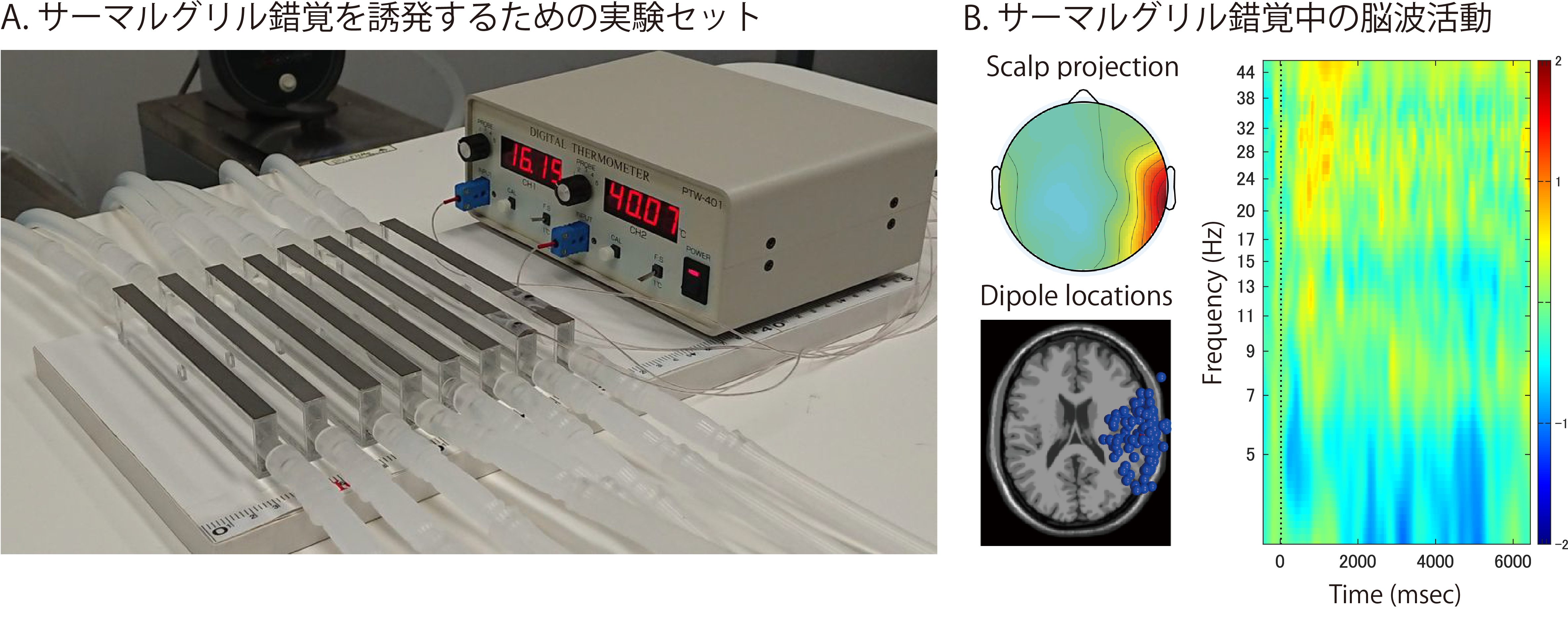 サーマルグリル錯覚に特徴的な脳波律動